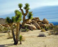 Changing Landscape Changing Landscape - Joshua Tree Park